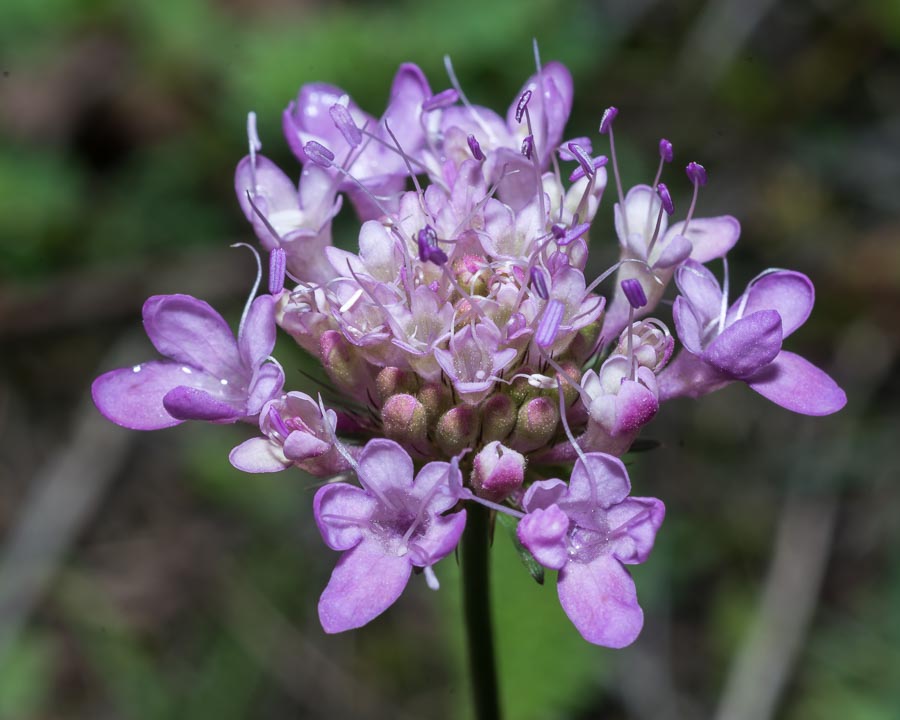 Sixalix atropurpurea / Vedovina marittima